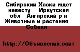 Сибирский Хаски ищет невесту  - Иркутская обл., Ангарский р-н Животные и растения » Собаки   